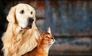 Veterinari e Animali